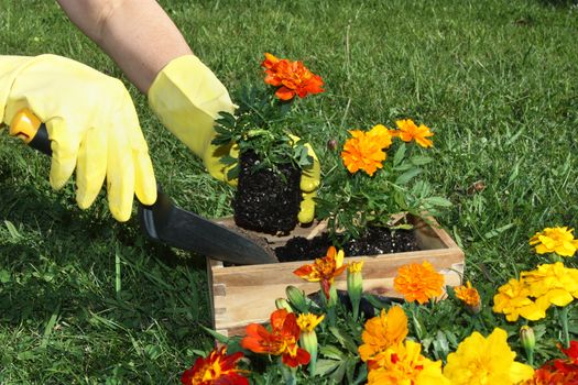 Potting colorful flowers outdoors during spring
