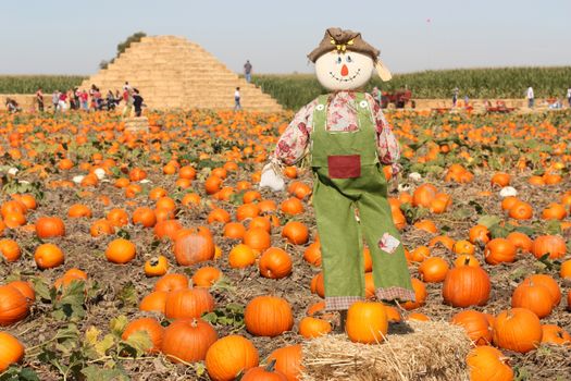 Scarecrow in autumn pumpkin field