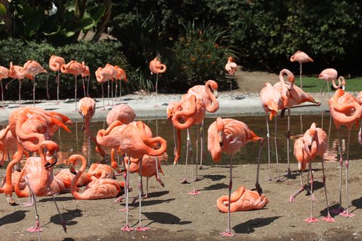 Flock of flamingos at the pond