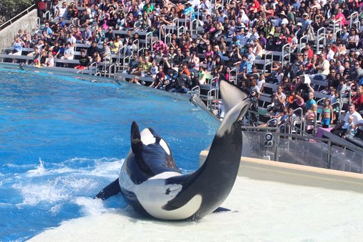 Killer whale performing at the park