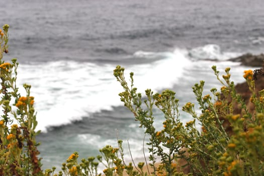 Wild flowers by the beach