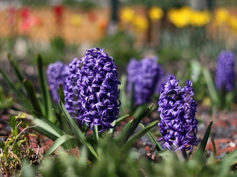 Beautiful purple hyacinths in early spring garden