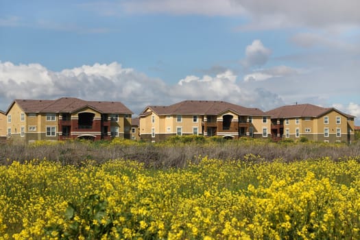 Row of apartments behind spring flower field