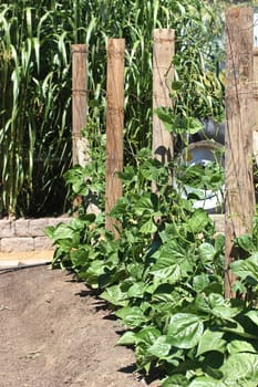 Green beans growing in young garden