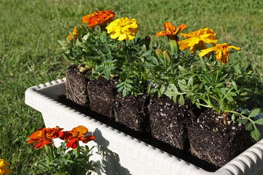 Potting colorful flowers outdoors during spring 