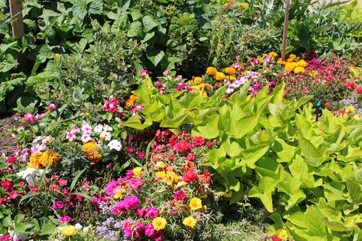 Flowers and vegetables garden