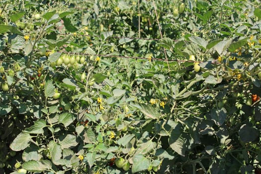 Young tomatoe garden