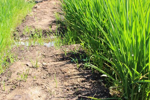 Growing rice during water shortage