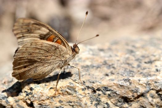 Buckeye Butterfly on the rock