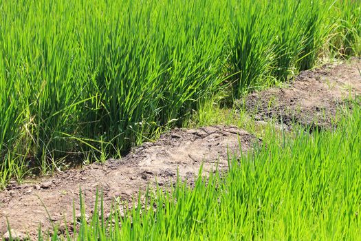 Growing rice during water shortage