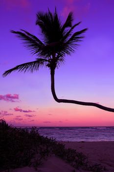 Palm silhouette on the beach during sunset