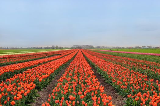 Rows of colorful tulips on farm in Holland