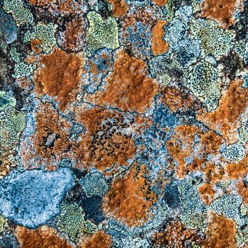 Abstract Background Texture Of Multi-Colored Lichen On A Rock