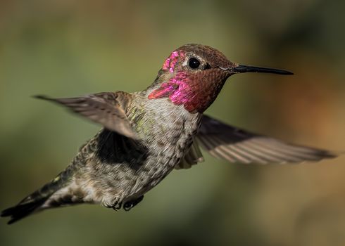 Anna's Hummingbird in Flight, Color Image, Day