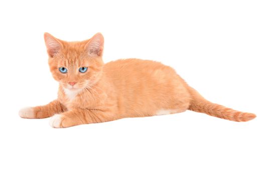 An angry orange tabby kitten laying on a white background