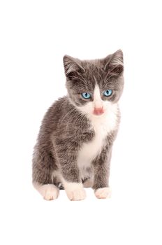A white and grey kitten with tongue out on a white background