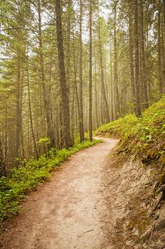 The Redstreak Hiking Trail in Kootenay National Park in the Canadian Rocky Mountains.