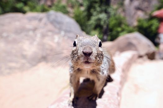 Close portrait of a cute "Uinta Ground Squirrel."