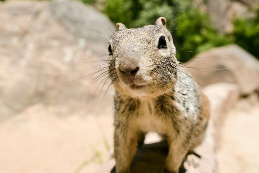 Close portrait of a cute "Uinta Ground Squirrel."