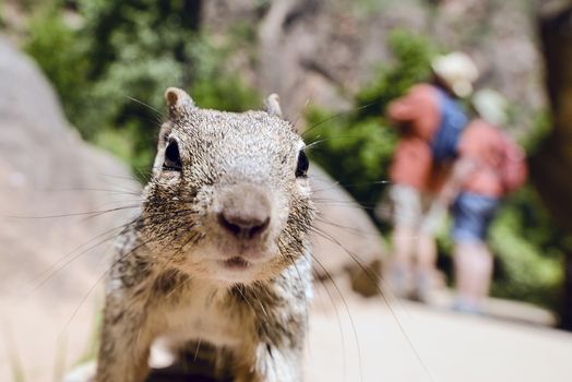 Close portrait of a cute "Uinta Ground Squirrel."