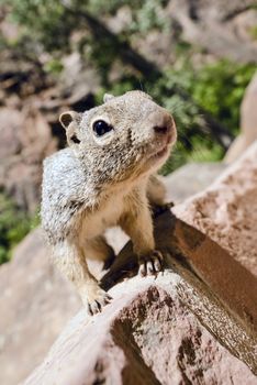 Close portrait of a cute "Uinta Ground Squirrel."