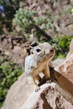 Close portrait of a cute "Uinta Ground Squirrel."