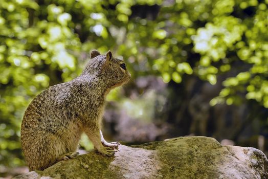 Close portrait of a cute "Uinta Ground Squirrel."
