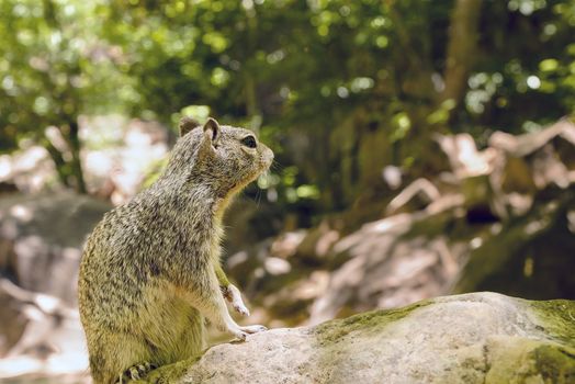 Close portrait of a cute "Uinta Ground Squirrel."