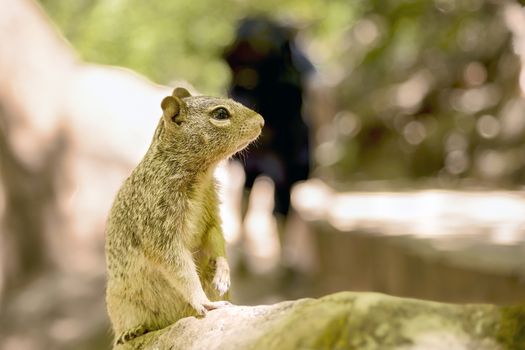 Close portrait of a cute "Uinta Ground Squirrel."