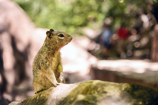 Close portrait of a cute "Uinta Ground Squirrel."