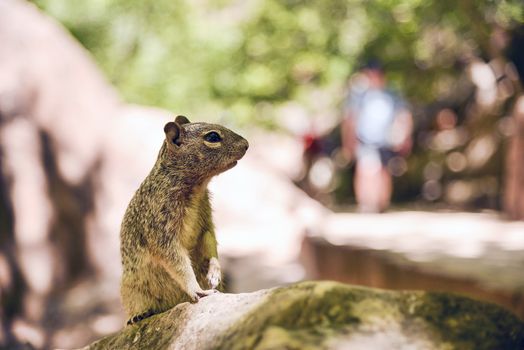 Close portrait of a cute "Uinta Ground Squirrel."
