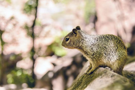 Close portrait of a cute "Uinta Ground Squirrel."