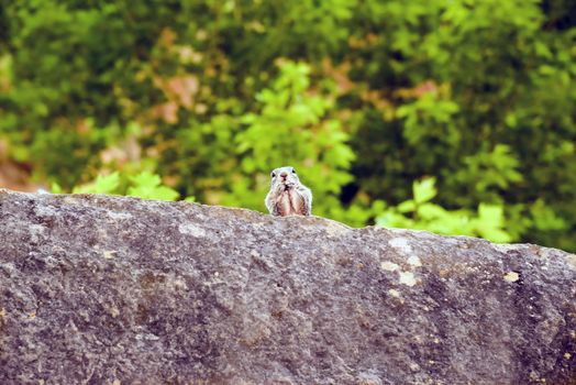 Close portrait of a cute "Uinta Ground Squirrel."