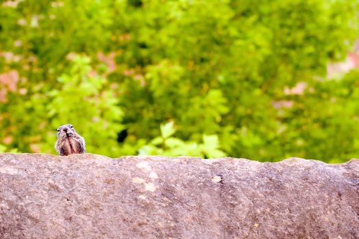 Close portrait of a cute "Uinta Ground Squirrel."