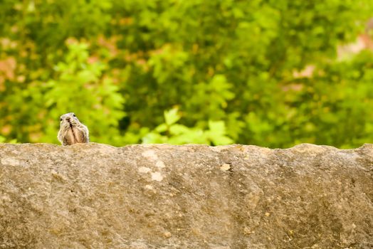 Close portrait of a cute "Uinta Ground Squirrel."