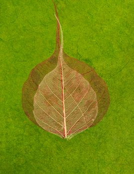 Green handmade asian paper with scratches and leaves. Texture or background