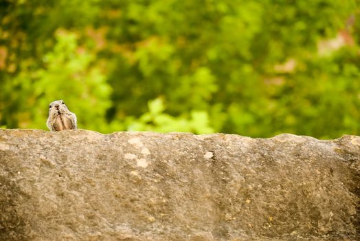 Close portrait of a cute "Uinta Ground Squirrel."