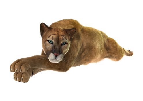 3D digital render of a big cat puma resting isolated on white background
