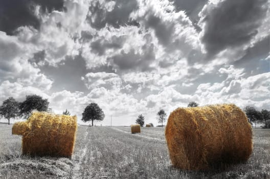 Field and sky. Sheaves in the field.