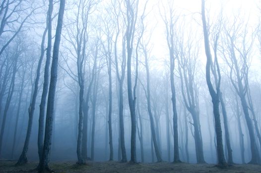 Nature. Fog in dark forest.