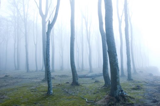 Nature. Fog in dark forest.