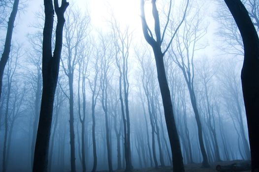 Nature. Fog in dark forest.