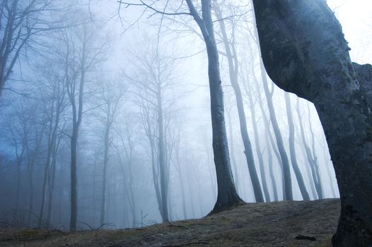 Nature. Fog in dark forest.