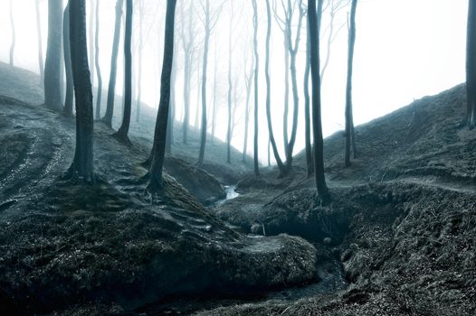 Nature. Fog in dark forest.