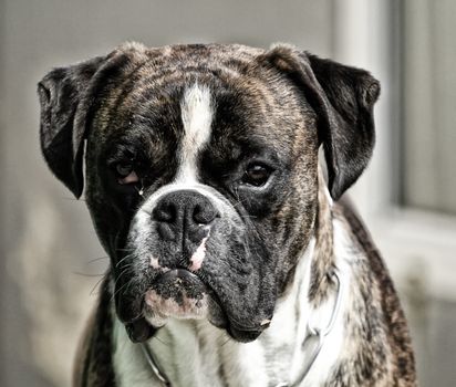 boxer dog white brown and black