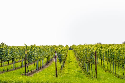 vineyard / grapevine isolated on white background