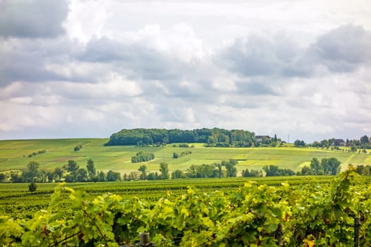 in the vineyards somewhere in rhineland-palatinate, germany
