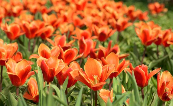 Orange tulips in April
