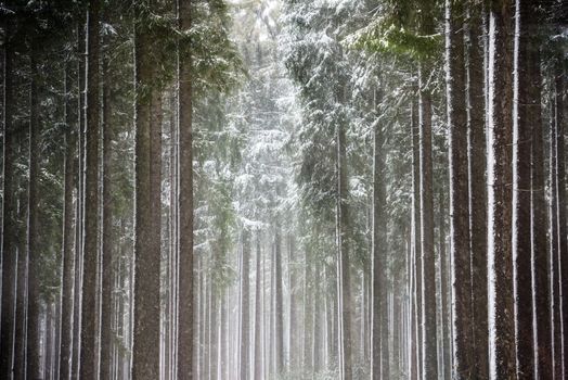 Sun rays breaking through the snow-covered trees