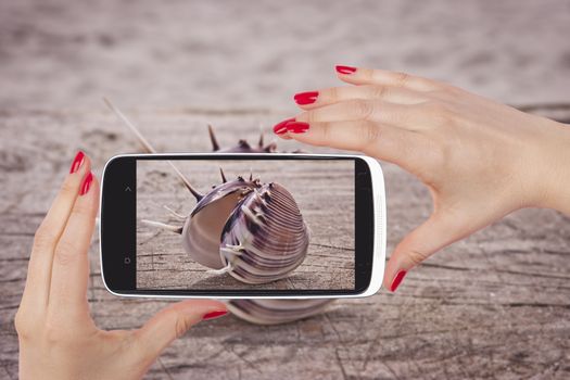 Big beautiful seashell snapshot on smartphone screen in female hands. Holiday, summer and travelling concept.